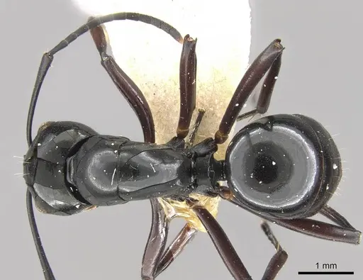 Polyrhachis debilis specimen CASENT0906789 image casent0906789_1