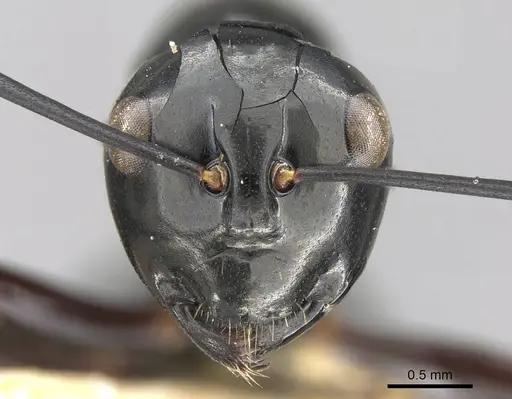 Polyrhachis debilis specimen CASENT0906789 image casent0906789_2