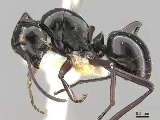 Polyrhachis debilis specimen CASENT0906789 image casent0906789_3