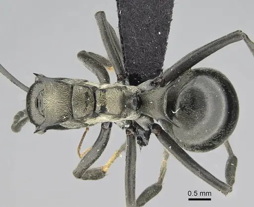 Polyrhachis decellei specimen CASENT0092432 image casent0092432_1