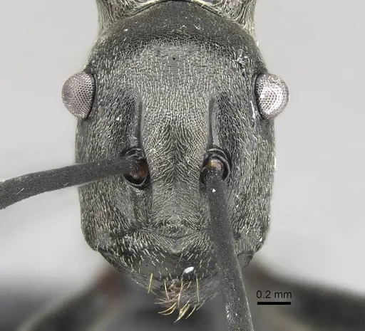 Polyrhachis decellei specimen CASENT0092432 image casent0092432_2