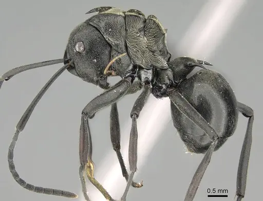 Polyrhachis decellei specimen CASENT0092432 image casent0092432_3