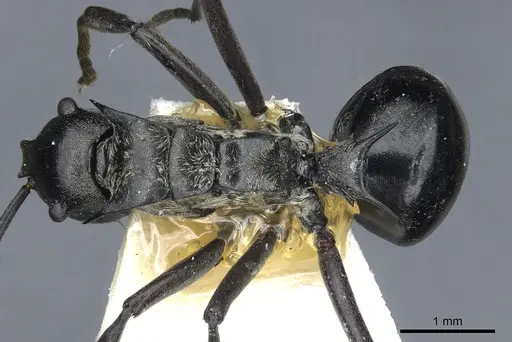 Polyrhachis decellei specimen CASENT0903456 image casent0903456_1
