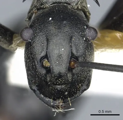 Polyrhachis decellei specimen CASENT0903456 image casent0903456_2
