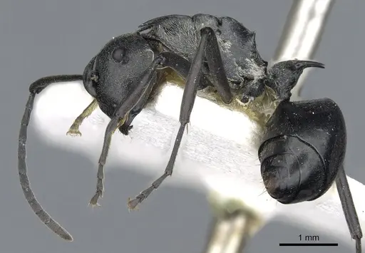 Polyrhachis decellei specimen CASENT0903456 image casent0903456_3