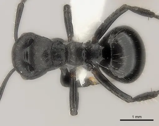 Polyrhachis decemdentata specimen CASENT0227571 image casent0227571_1