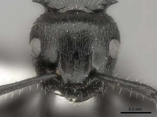 Polyrhachis decemdentata specimen CASENT0227571 image casent0227571_2