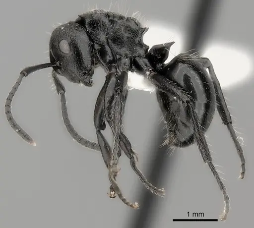 Polyrhachis decemdentata specimen CASENT0227571 image casent0227571_3