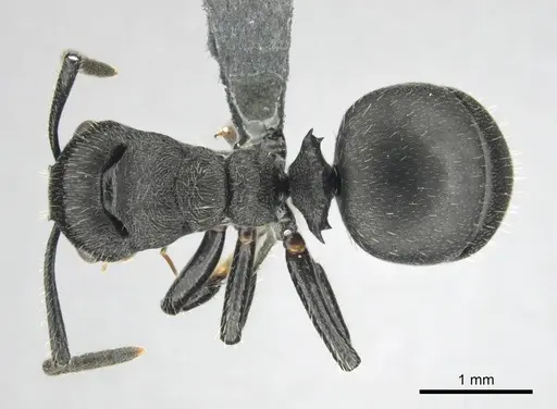 Polyrhachis decemdentata specimen CASENT0250044 image casent0250044_1