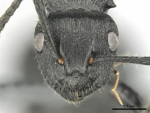 Polyrhachis decemdentata specimen CASENT0250044 image casent0250044_2
