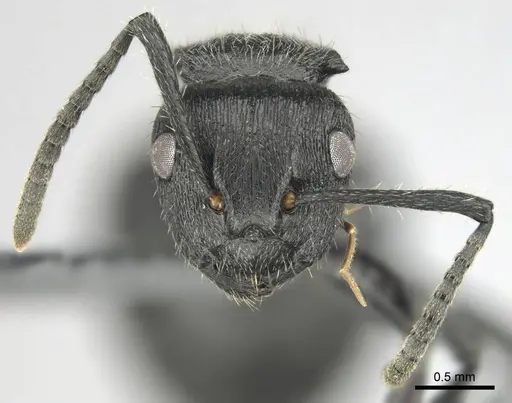 Polyrhachis decemdentata specimen CASENT0250044 image casent0250044_3