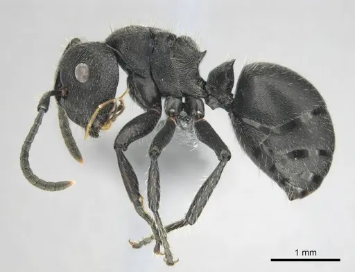 Polyrhachis decemdentata specimen CASENT0250044 image casent0250044_4
