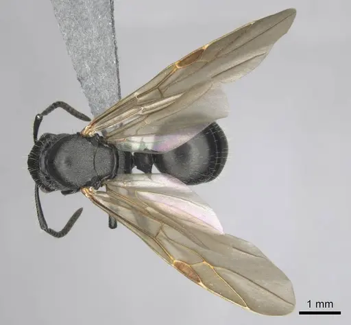 Polyrhachis decemdentata specimen CASENT0250045 image casent0250045_1