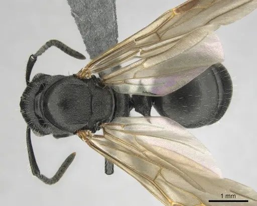 Polyrhachis decemdentata specimen CASENT0250045 image casent0250045_2