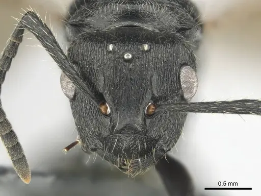 Polyrhachis decemdentata specimen CASENT0250045 image casent0250045_3