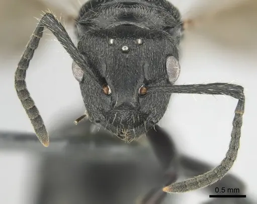 Polyrhachis decemdentata specimen CASENT0250045 image casent0250045_4