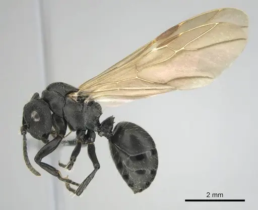 Polyrhachis decemdentata specimen CASENT0250045 image casent0250045_5