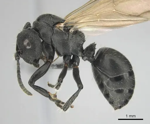 Polyrhachis decemdentata specimen CASENT0250045 image casent0250045_6