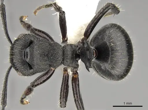 Polyrhachis decemdentata specimen CASENT0281445 image casent0281445_1