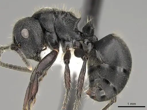 Polyrhachis decemdentata specimen CASENT0281445 image casent0281445_3