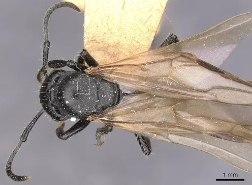 Polyrhachis decemdentata specimen CASENT0905620 image casent0905620_1