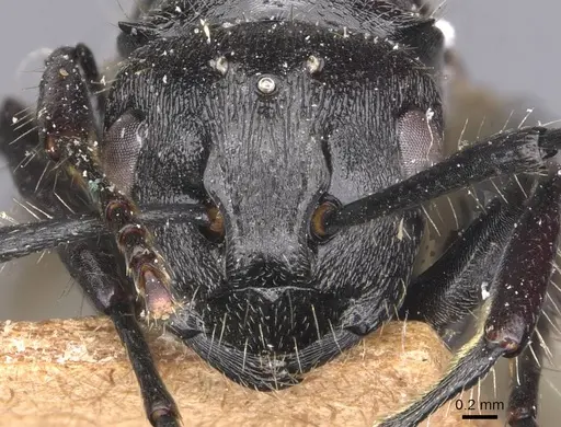 Polyrhachis decemdentata specimen CASENT0905620 image casent0905620_2