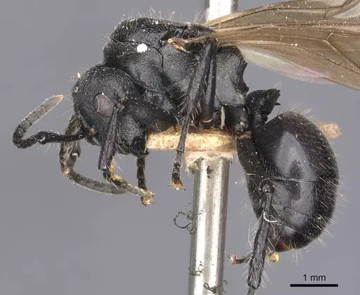 Polyrhachis decemdentata specimen CASENT0905620 image casent0905620_3