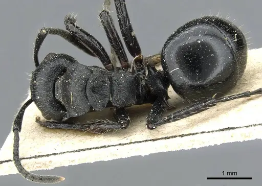 Polyrhachis decemdentata specimen CASENT0905859 image casent0905859_1