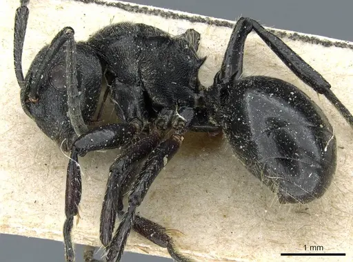 Polyrhachis decemdentata specimen CASENT0905859 image casent0905859_3