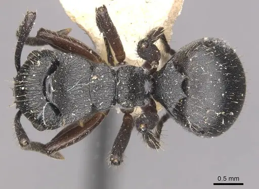 Polyrhachis decemdentata specimen CASENT0910947 image casent0910947_1