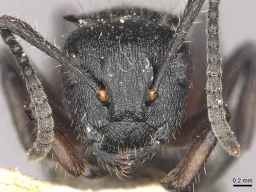 Polyrhachis decemdentata specimen CASENT0910947 image casent0910947_2