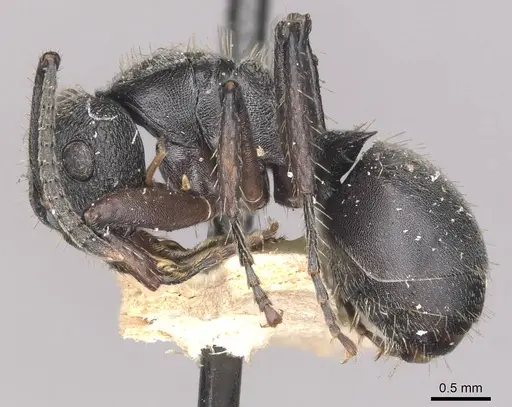 Polyrhachis decemdentata specimen CASENT0910947 image casent0910947_3