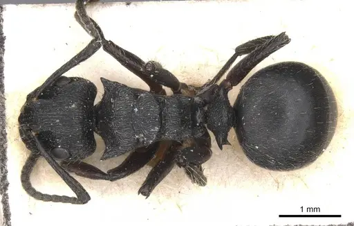 Polyrhachis decemdentata specimen CASENT0913674 image casent0913674_1
