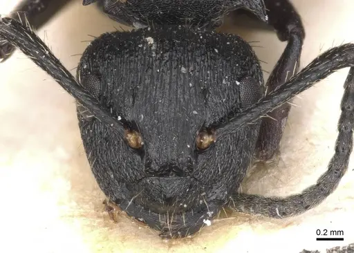 Polyrhachis decemdentata specimen CASENT0913674 image casent0913674_2