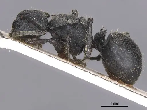 Polyrhachis decemdentata specimen CASENT0913674 image casent0913674_3