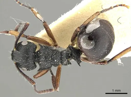 Polyrhachis decemdentata specimen CASENT0915811 image casent0915811_1