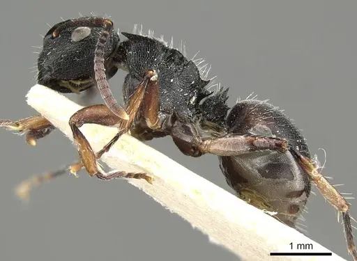 Polyrhachis decemdentata specimen CASENT0915811 image casent0915811_3