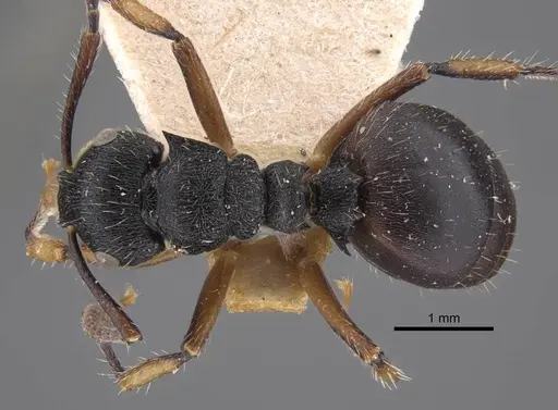 Polyrhachis decemdentata specimen CASENT0917290 image casent0917290_1