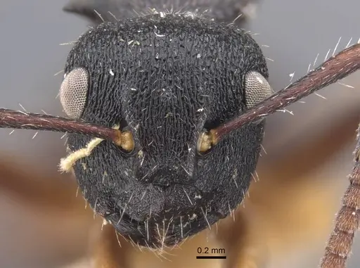 Polyrhachis decemdentata specimen CASENT0917290 image casent0917290_2