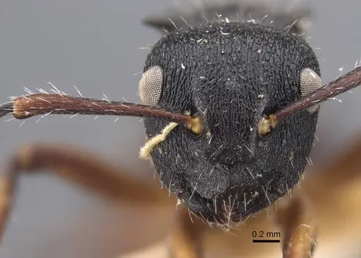 Polyrhachis decemdentata specimen CASENT0917290 image casent0917290_3