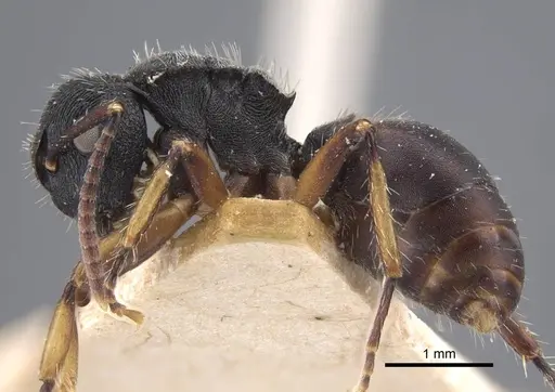 Polyrhachis decemdentata specimen CASENT0917290 image casent0917290_4
