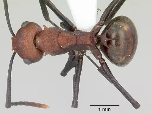 Polyrhachis deceptor specimen CASENT0103186 image casent0103186_1