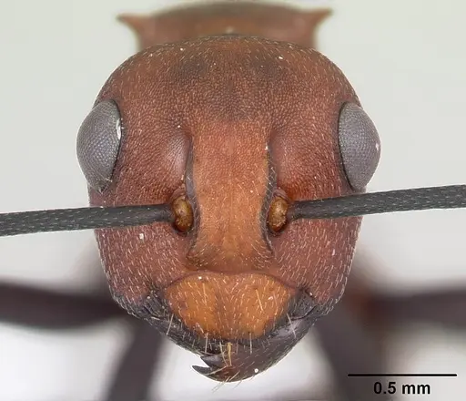 Polyrhachis deceptor specimen CASENT0103186 image casent0103186_2