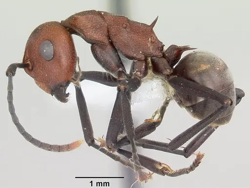 Polyrhachis deceptor specimen CASENT0103186 image casent0103186_3