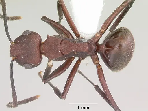 Polyrhachis deceptor specimen CASENT0103187 image casent0103187_1