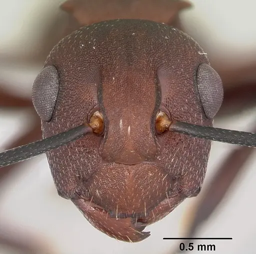 Polyrhachis deceptor specimen CASENT0103187 image casent0103187_2