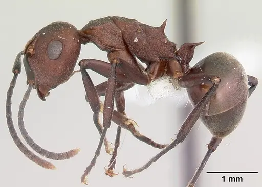 Polyrhachis deceptor specimen CASENT0103187 image casent0103187_3