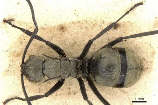 Polyrhachis decipiens specimen CASENT0906810 image casent0906810_1