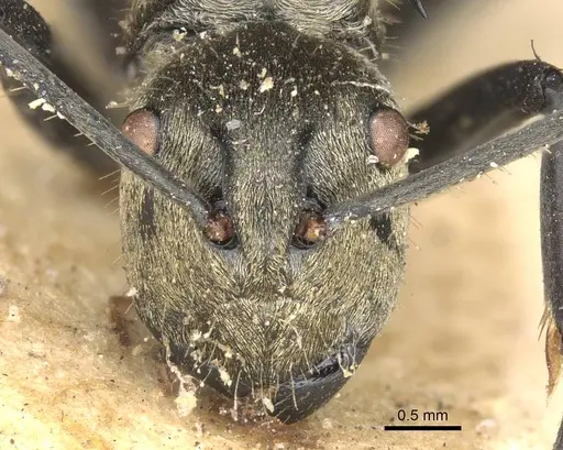 Polyrhachis decipiens specimen CASENT0906810 image casent0906810_2