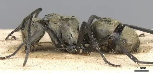 Polyrhachis decipiens specimen CASENT0906810 image casent0906810_3